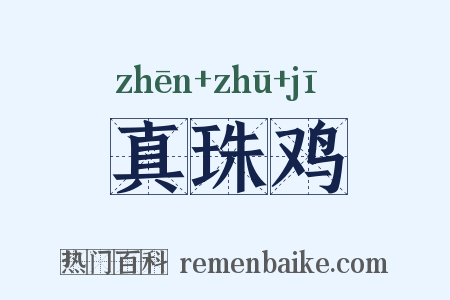 真珠鸡是什么意思的图片